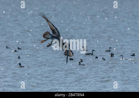 Braune Pelikane, Pelecanus occidentalis im Flug, Nahrungstauchen, Wintergefieder, kalifornische Küste. Stockfoto