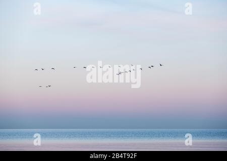 Minimalistischer Saisonaufgang der ostsee bei Sonnenaufgang mit einer Schar von whooper Schwänen, die das Wasser und die schönen Farben überschreiten, Sehlendorf, Schleswig-Holste Stockfoto