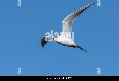 Forsters tern, Sterna forsteri, im Flug, im Wintergefieder. Kalifornien. Stockfoto