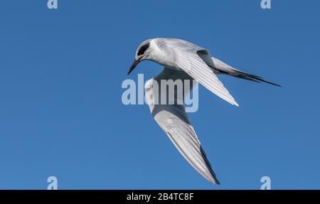 Forsters tern, Sterna forsteri, im Flug, im Wintergefieder. Kalifornien. Stockfoto