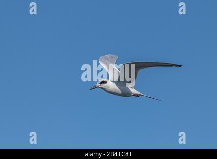 Forsters tern, Sterna forsteri, im Flug, im Wintergefieder. Kalifornien. Stockfoto