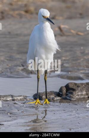 Schneebedecktes Egretta thula, das sich an der Half Moon Bay, Kalifornien, entlang der Gezeitenlinie ernährt. Stockfoto