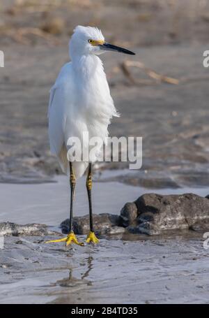 Schneebedecktes Egretta thula, das sich an der Half Moon Bay, Kalifornien, entlang der Gezeitenlinie ernährt. Stockfoto