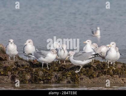 Gruppe von kalifornischen Möwen, Larus californicus, die bei Ebbe an Küstensteinen füttern und lappen. Zentralkalifornien. Stockfoto