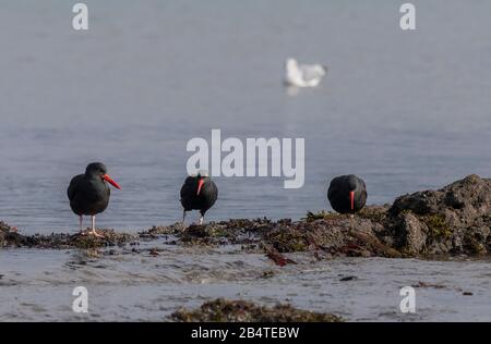 Schwarze Austernzüchter, Haematopus bachmani, die sich von Küstengesteinen ernähren, Kalifornien. Stockfoto