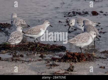 Sanderlings, Calidris alba, auf Nahrungssuche entlang der Gezeitenlinie. Stockfoto