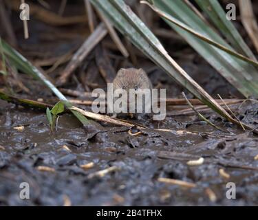 Feldvole auf der Suche nach Nahrung im Schlamm. Stockfoto