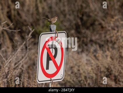 Bewick's Wren, Thryomanes bewickii, On No Parking Sign at Point lobos State Reserve, Winter, Kalifornien. Stockfoto