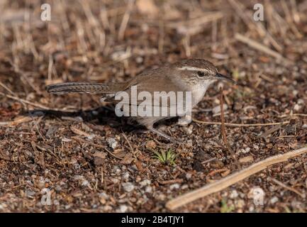 Bewickis Wren, Thryomanes bewickii, am Boden in Küstenschrub, Winter, Kalifornien. Stockfoto