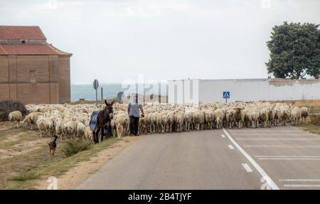 Morales de Toro/Zamora, Spanien - 28. Sept. 2014: Ein Schafzüchter auf dem Heimweg mit all seinen Schafen fährt er mit einem Hund und einem Esel alle Schafe h Stockfoto