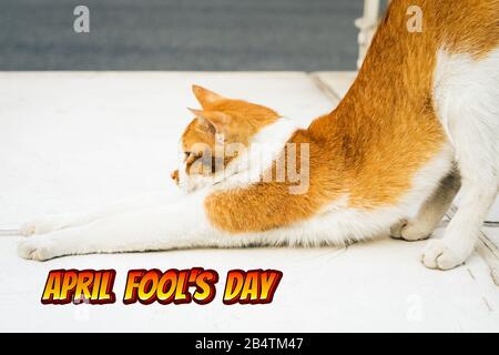 April Fools Day, Porträt des Yoga weiß-hellbraune Katze Stockfoto