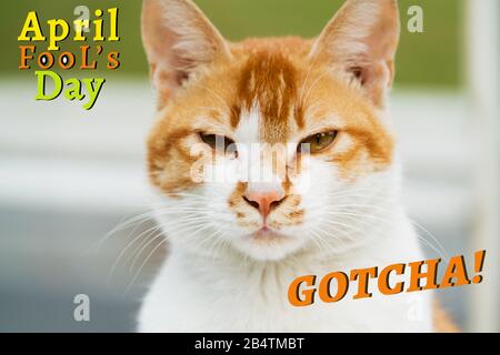 April Fools Day, Gotcha, Porträt der weißlichbraunen Katze Stockfoto