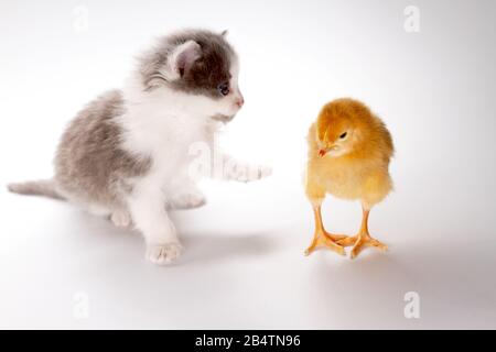 Kätzchen und Huhn auf weißem Hintergrund Stockfoto