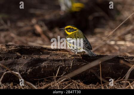 Townsends Kriegsmann Setophaga townsendi, der sich im Winter auf dem Holzboden ernährt. Kalifornien Stockfoto