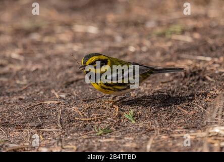 Townsends Kriegsmann Setophaga townsendi, der sich im Winter auf dem Holzboden ernährt. Kalifornien Stockfoto