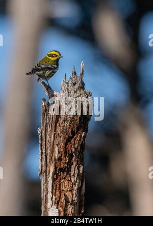 Townsends Hexer Setophaga townsendi, im Winter auf tote Bäume gesickert. Kalifornien Stockfoto