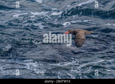 Black Oystercatcher, Haematopus bachmani, im Flug über den Ozean, Monterey. Stockfoto