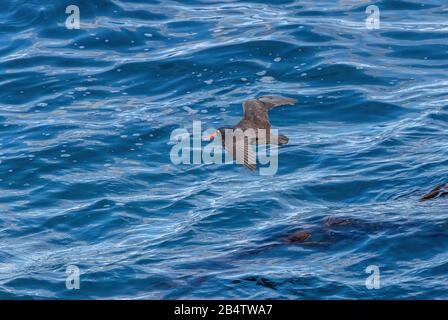 Black Oystercatcher, Haematopus bachmani, im Flug über den Ozean, Monterey. Stockfoto