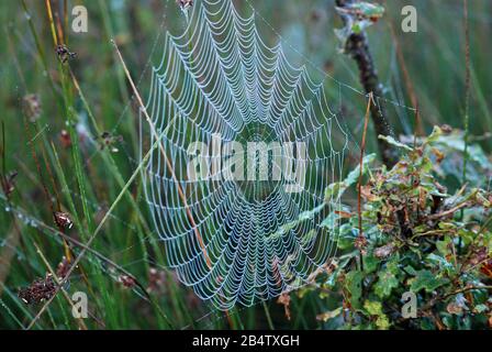 Early Morning Frost auf EINEM Spinnen Web Stockfoto