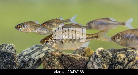 Europäischer Bitterling (Rhodäus amarus) Wildfischschuhschwimmen unter Wasser in natürlicher Umgebung auf beschaulichem Hintergrund. Niederlande, Stockfoto