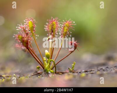 Spoonleaf Sundaw (Drosera intermedia) ist eine insektiveröse Pflanzenart, die zur Gattung der Sonnentauen gehört. Mit Insekten, die in Blättern gefangen wurden. Stockfoto