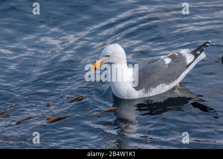 Western Gull, Larus occidentalis, Fütterung unter Kelp Betten, Küste von Zentralkalifornien. Stockfoto