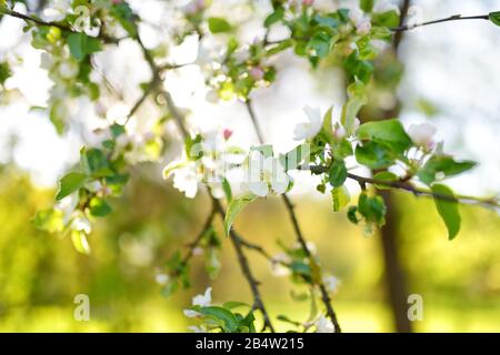 Schöne alte apple tree Garten blühen an sonnigen Frühlingstag. Blühende Apfelbäume über strahlend blauen Himmel. Stockfoto