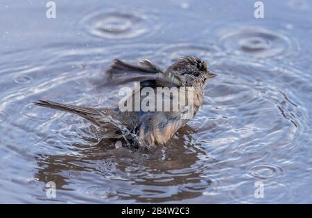 Golden-bekrönter Sparren, Zonotrichia atricapilla, Baden und Preening in flacher Pfütze, Point Lobos, Kalifornien. Stockfoto