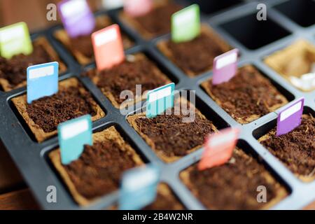 Startertablett voller biologisch abbaubarer Sämtöpfe mit bunten Tags, die zur Markierung verschiedener Pflanzen angebracht sind. Pflanzen von Blumen und Gemüse auf einem Frühling tim Stockfoto