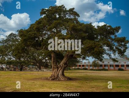 Riesiger Live Oak Tree im öffentlichen Park Stockfoto