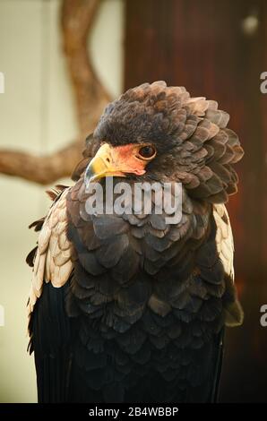 Junger Bateleur-Adler in Gefangenschaft in Irland, Reiseziel für Touristen. Stockfoto