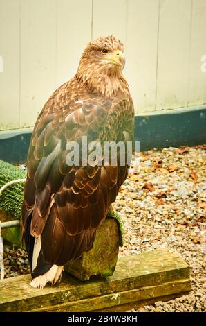 Brauner Adler in Gefangenschaft im Nahaufnahme Stockfoto