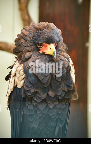 Junger Bateleur-Adler in Gefangenschaft in Irland, Reiseziel für Touristen. Stockfoto