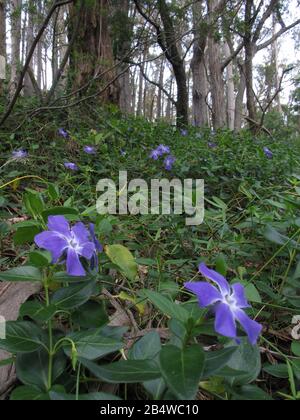 Periwinkle blüht im Eukalyptuswald am Yellow Prise Dam in Wolumla, New South Wales, Australien Stockfoto