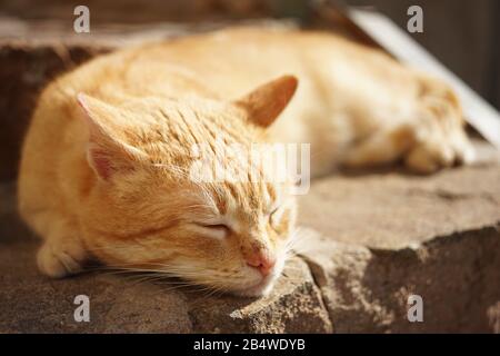 Süße Ingwerkatze schläft im Sommer im sonnigen Gaden im Freien Stockfoto
