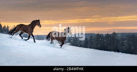 Zwei westfälische Pferde laufen durch Tiefschnee. Der Schnee spritzt auf. Im Hintergrund steht ein Wald. Der Himmel ist orange und rot, es ist Sonnenuntergang. Stockfoto