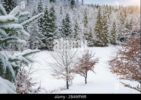 Schneebedeckter Wald von Nadelbäumen im Hintergrund. Winterlandschaft aus dem Sauerland in Nordrhein-Westfalen. Stockfoto