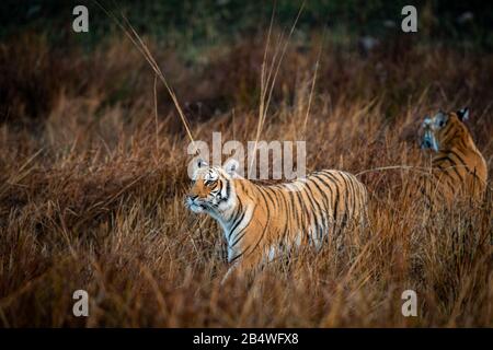 Wilder Tiger stachelt mögliche Beute im Grasland im jim corbett Nationalpark oder Tiger-Reserve, uttarakhand, indien - panthera tigris Stockfoto