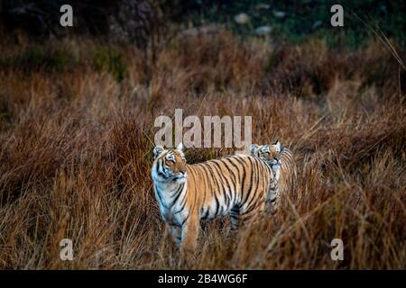 Wilder Tiger stachelt mögliche Beute im Grasland im jim corbett Nationalpark oder Tiger-Reserve, uttarakhand, indien - panthera tigris Stockfoto