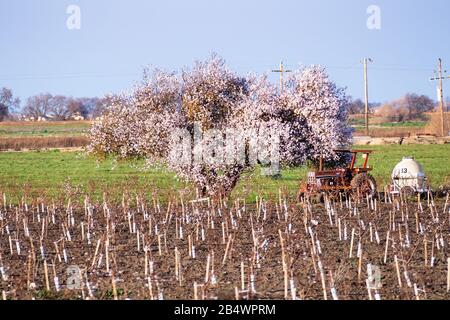 Obstbaum in Blüte auf einem neu angepflanzten Obstplanfeld; Traktor- und Anbaugeräte hinter dem Obstgarten; Kalifornien Stockfoto