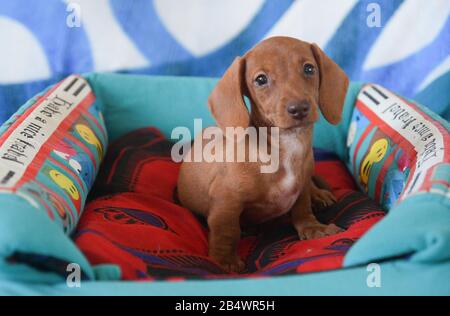 Süßer rot-orangefarbener Dachshund Welpe, der auf einem Hundebett auf die Kamera blickt Stockfoto