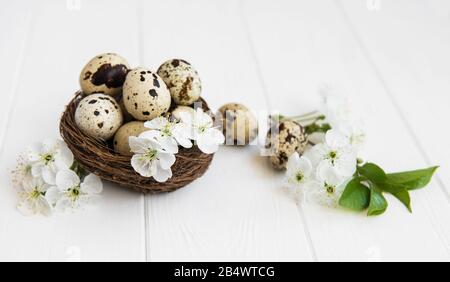 Nisten Sie mit Wachtel und Frühlingsblüte Stockfoto