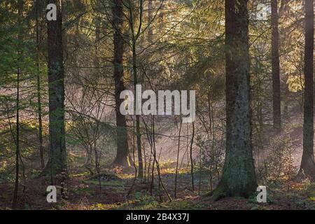Abstrakte, stimmungsvolle Landschaft durch Bäume in dichtem Waldwald mit Sonnenlicht und Nebel