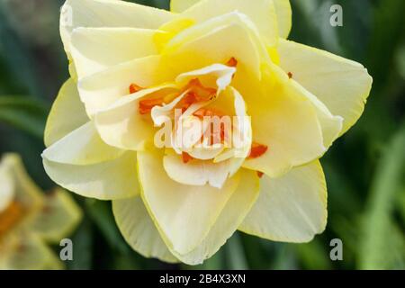 Narzisse Tahiti, Daffodil schließen Blume Stockfoto