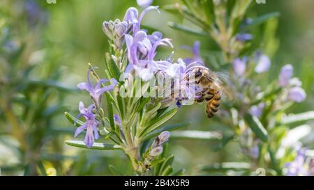 Syrische Honigbiene (apis mellifera syriaca) bestäubt Lavendelblüten Stockfoto