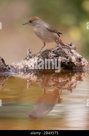 Eurasische Schwärze oder sylvia atricapilla Trinkwasser und seine Reflexion über das Wasser Stockfoto