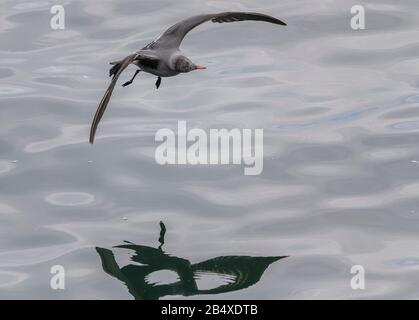 Heermanns Möwe Larus heermanni - im Flug; Teil der großen Überwinterungsherde bei Moss Landing, Kalifornien. Stockfoto