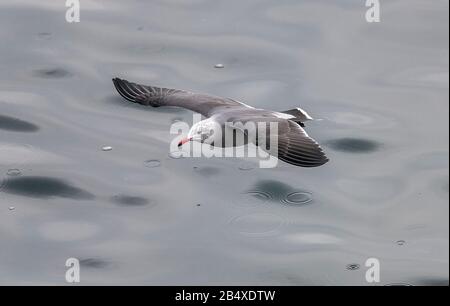 Heermanns Möwe Larus heermanni - im Flug; Teil der großen Überwinterungsherde bei Moss Landing, Kalifornien. Stockfoto