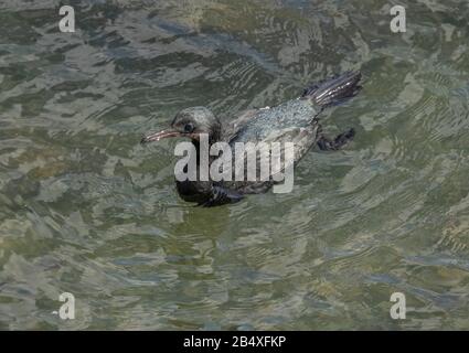 Pelagisches Kormoran, Phalacrocorax pelagikus, das sich in flachen Küstenwassern, Monterey, Kalifornien, ernährt. Stockfoto