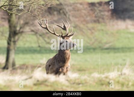 Junggesellenabschied im Studley Royal Stockfoto